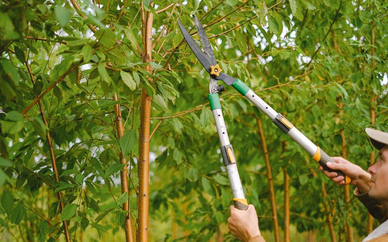 Tree trimming in Cheswold, DE