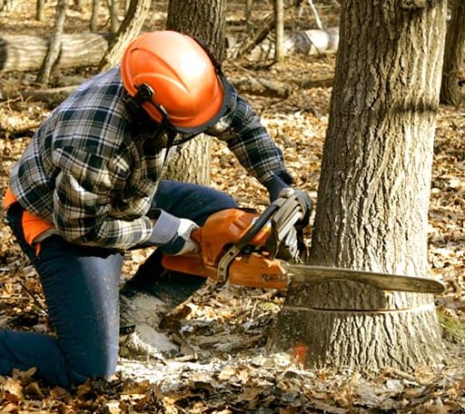 Tree Removal in Cheswold, DE